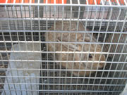 Allstate Animal Control photo caged bunny rabbit